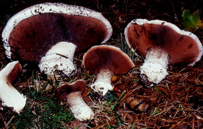 un MIX   per gli appassionati del Genere Agaricus